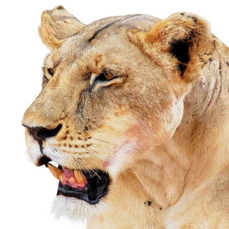 Löwe rechts – Franque Safari King