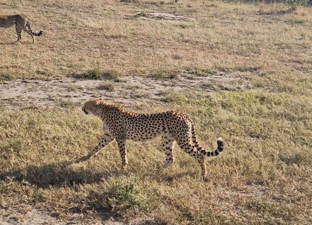 Safari Jeep in der Masai Mara