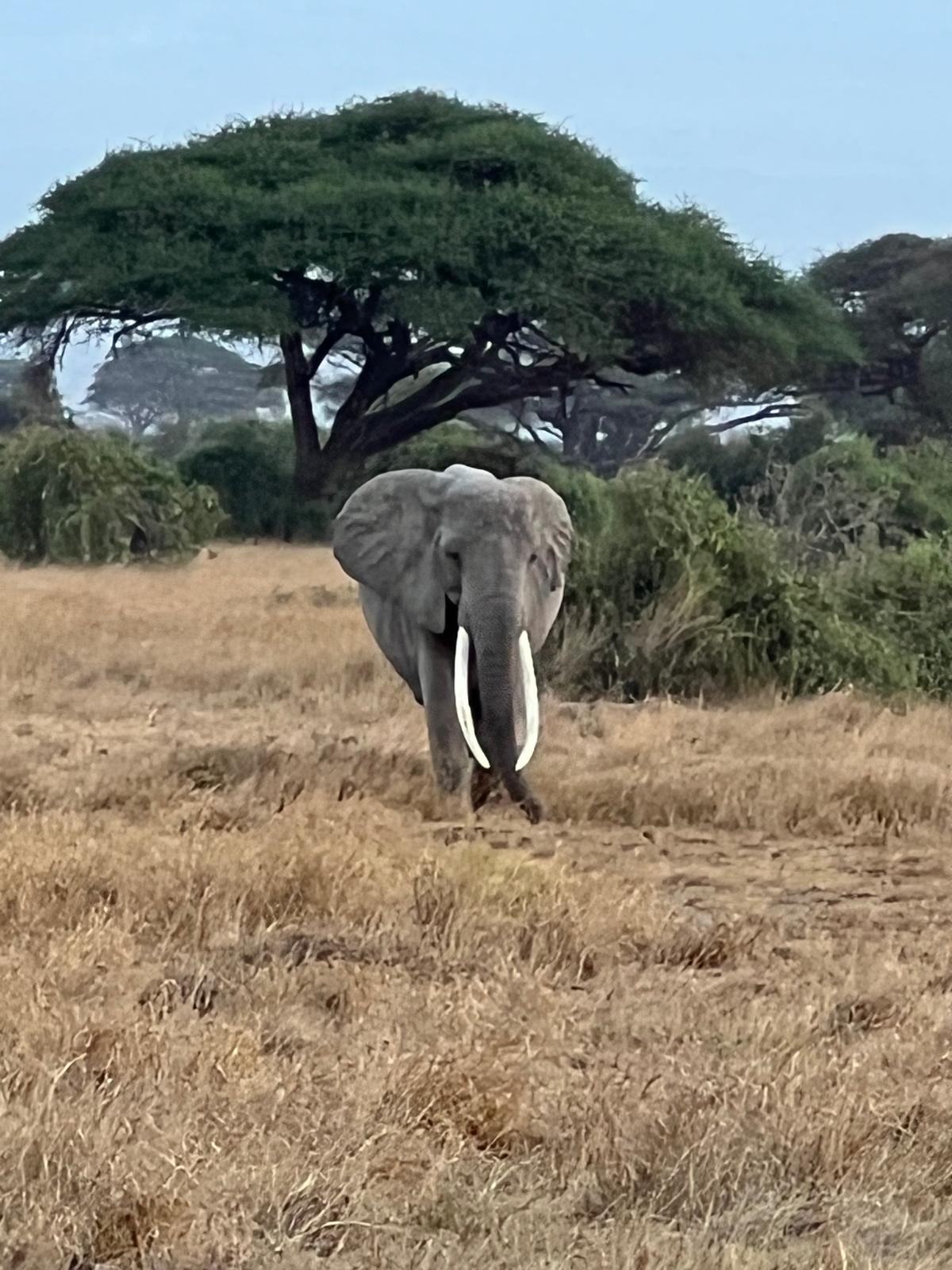Masai Mara – Wildtierbeobachtung von oben