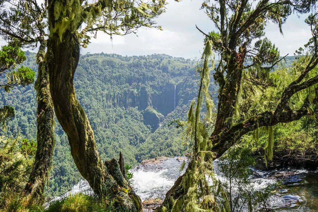 Forest in Aberdare National Park