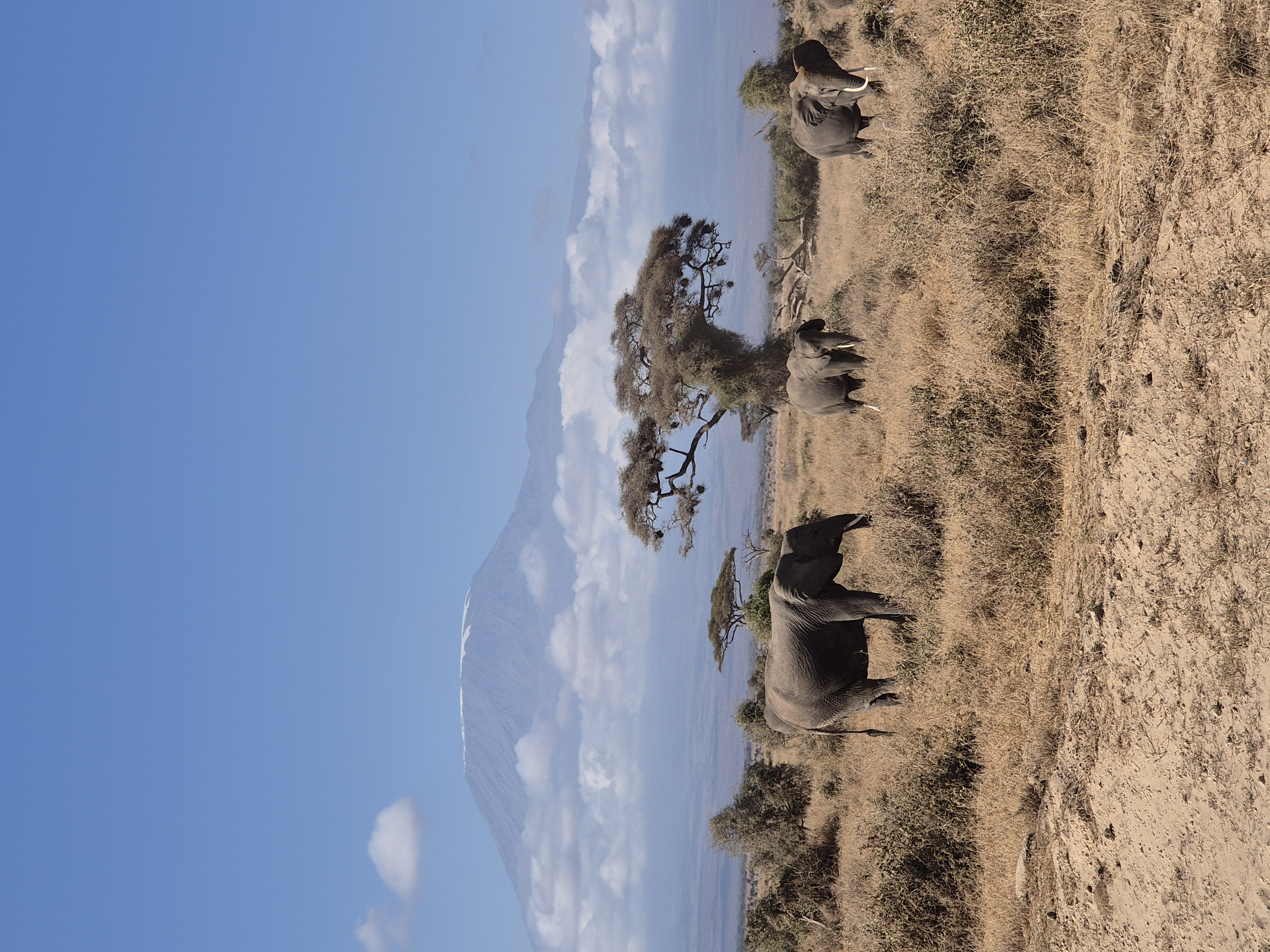 Elefanten im Amboseli Nationalpark